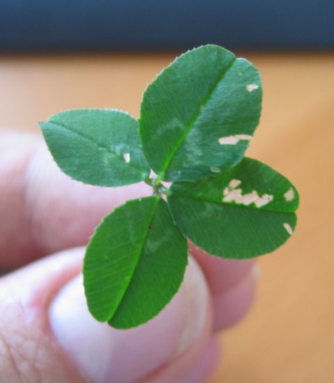 four-leafed clover