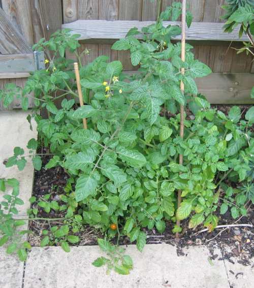 cherry tomato tree