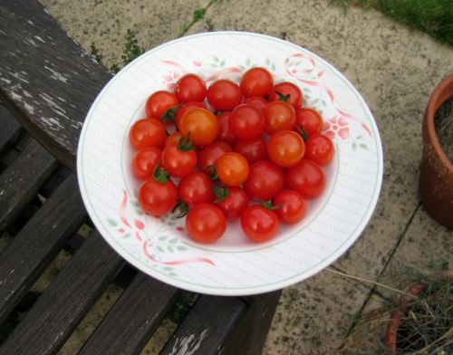 First Batch Of Cherry Tomatoes