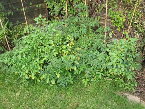 Slacker Tomato Plants