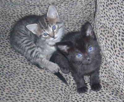 Two Kittens