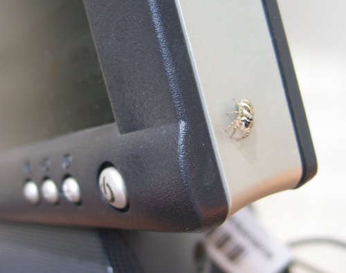 jumping spider on my monitor